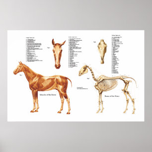 A anatomia do cavalo desossa e Muscles o poster