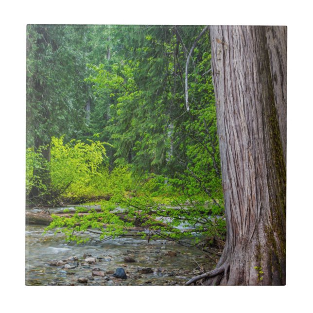 A Área Cênica Ross Creek Cedars (Frente)