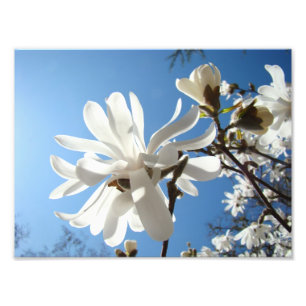 A arte da fotografia imprime flores da magnólia d
