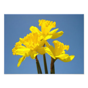 A arte da natureza da fotografia dos Daffodils