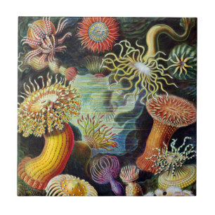 A arte da natureza por Ernst Haeckel