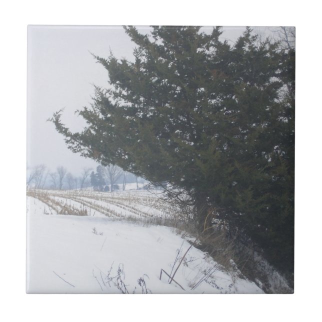 "A Artista da Agricultura" (Frente)