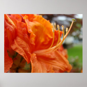A azálea floresce 6 posters alaranjados dos
