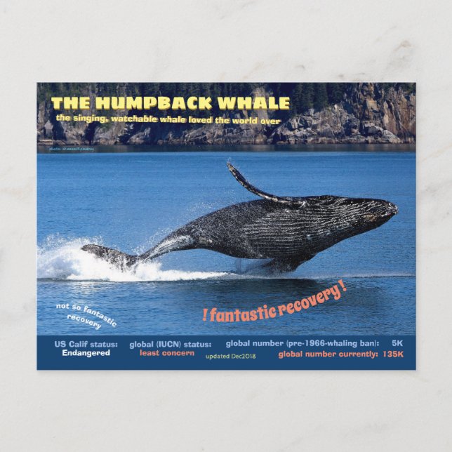 A Baleia Humpback ameaçou o cartão postal, (Frente)