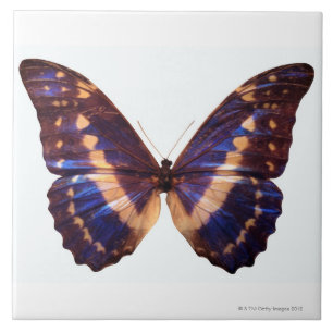 A borboleta com asas espalhou 3