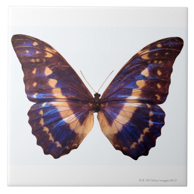 A borboleta com asas espalhou 3 (Frente)