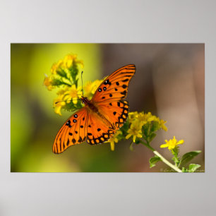 A borboleta do golfo do Fritillary imprime posters