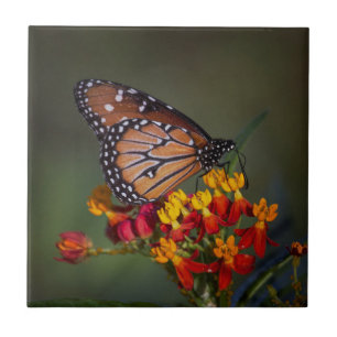 A borboleta rainha na ordenha tropical