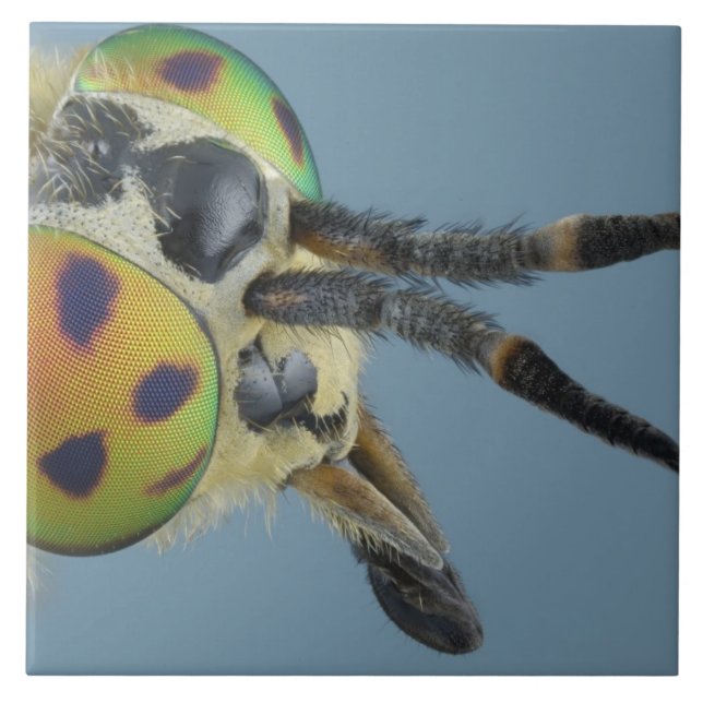 A cabeça dos cervos voa (Frente)