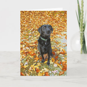 A Cair para o teu Cartão de Saudação