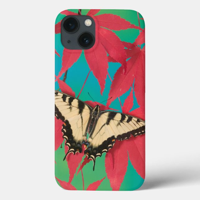 A Canadian Tiger Swallowtail Butterfly (Verso)