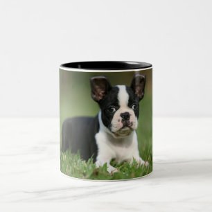 A caneca a mais bonito da foto de Boston Terrier