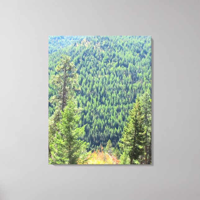 A Canvas da Floresta (Frente)