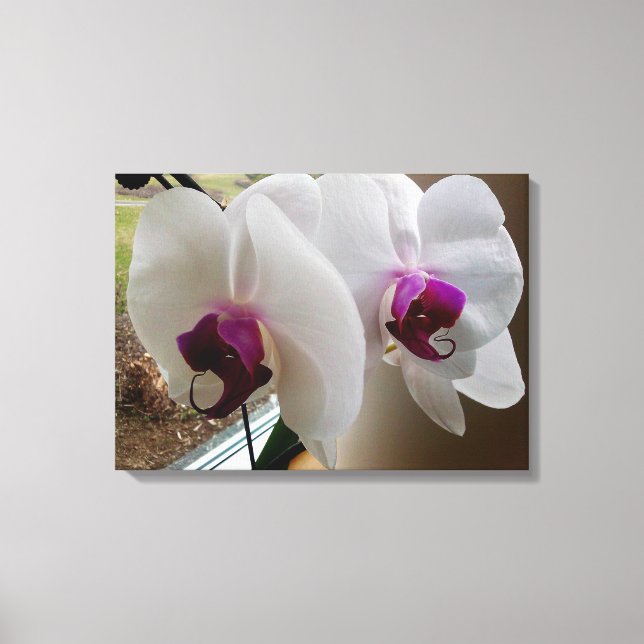 A CANVAS ORCHID BRANCA (Frente)