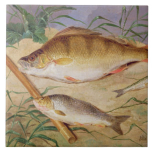 A captura de um pescador dos peixes grosseiros