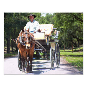 A carruagem do cavalo e do carrinho monta na foto