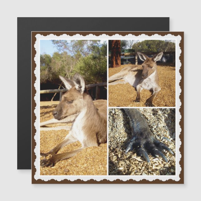 A Colagem de Imagens do Kangaroo, Cartão Magnético (Frente/Verso)