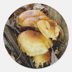 A colônia alaranjada cresce rapidamente etiquetas