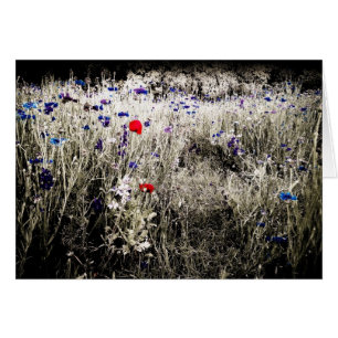 A cor isolada floresce o cartão