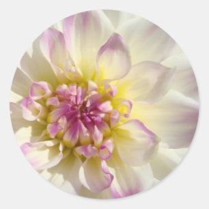 A dália floral cor-de-rosa branca das etiquetas