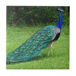 A dança do pavão