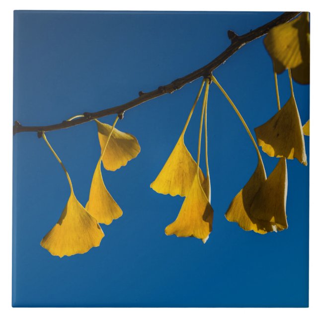 A dança na queda (Frente)