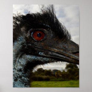 A Emu Australiana Se Encerra. Pôster