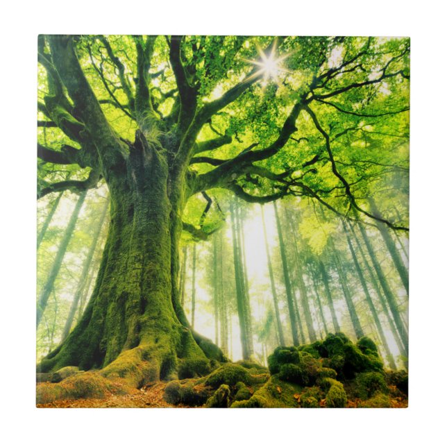 A faia de Ponthus (Frente)