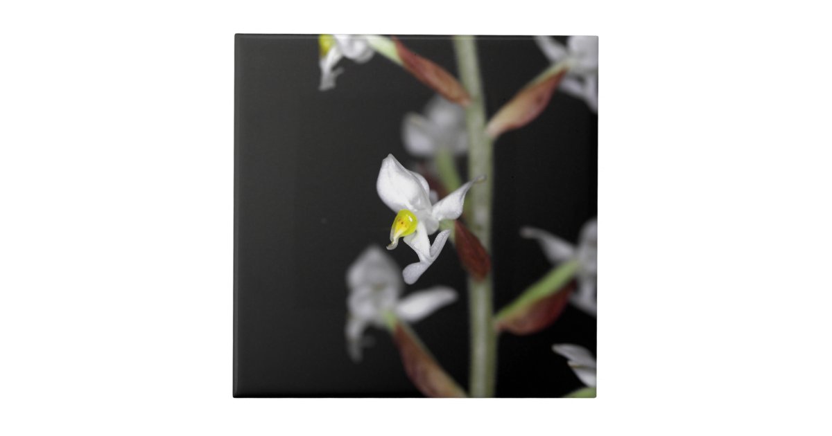 A flor da orquídea Ludisia descolora-se | Zazzle.com.br
