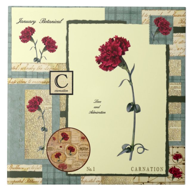 A flor de janeiro (Frente)