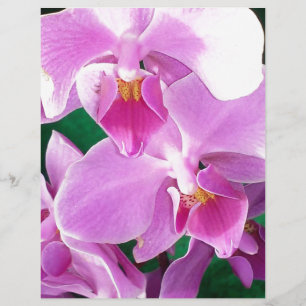 A floração das orquídeas se fecha a rosa