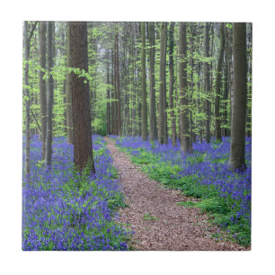 A floresta de Halle   Halle, Bélgica