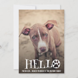 A FOTO NOVA DO ANÚNCIO DA ADOPÇÃO DO ANIMAL DE