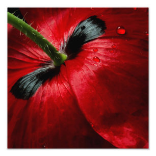 a fotografia ascendente próxima do macro aumentou