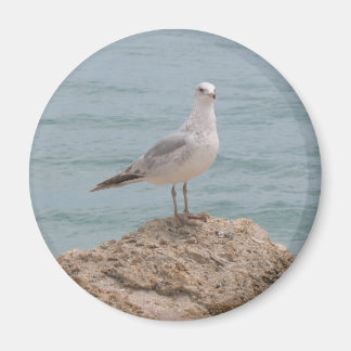 A Imã de geladeira de Seagull Solitária