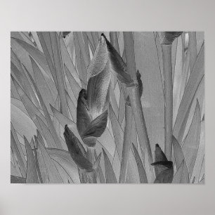 A íris branca preta floresce o poster original da
