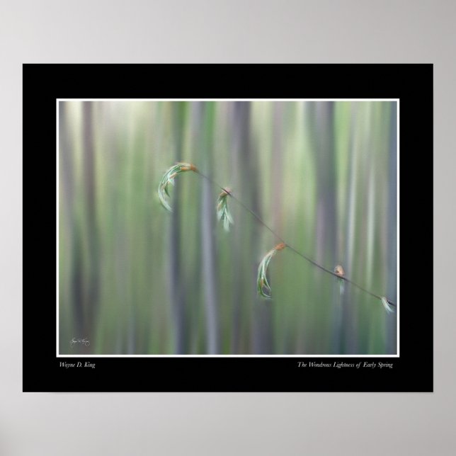 A Luz Maravilha da Primavera - poster (Frente)