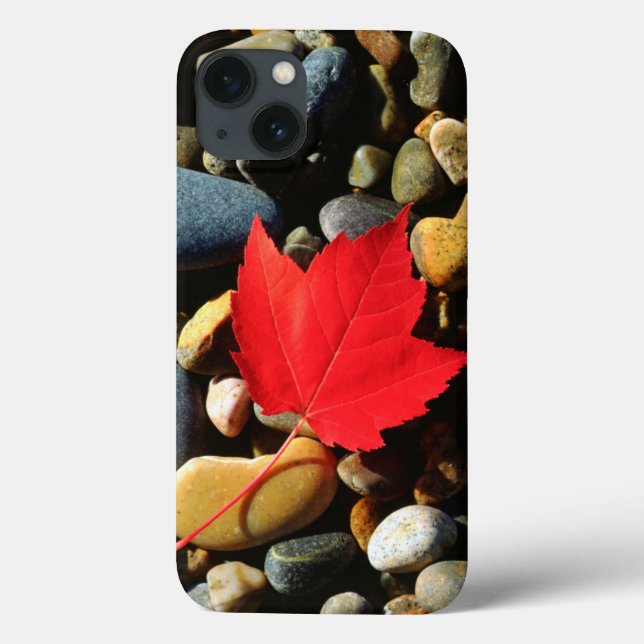 A Maple leaf on a Rock Background (Verso)