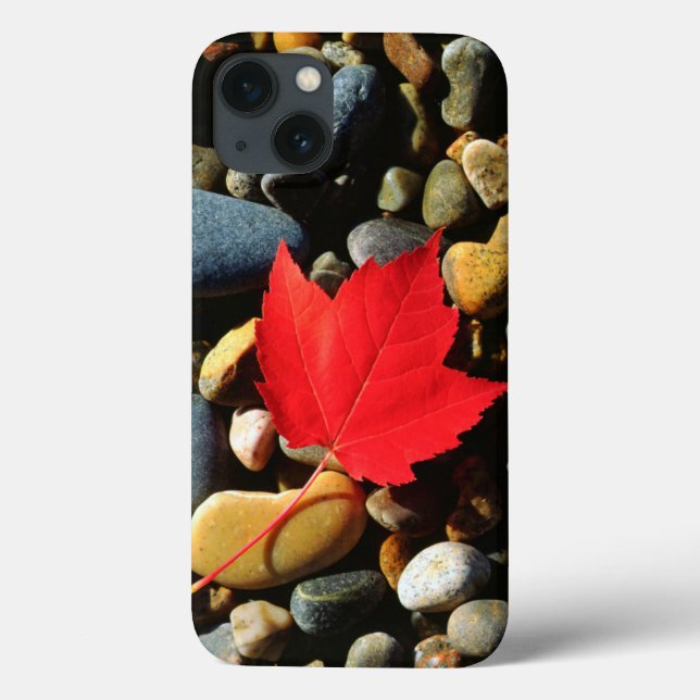 A Maple leaf on a Rock Background (Verso)