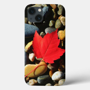 A Maple leaf on a Rock Background