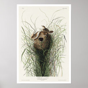 A Marcha Inferior de Nuttall por Poster de Audubon