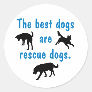 A melhor etiqueta dos cães