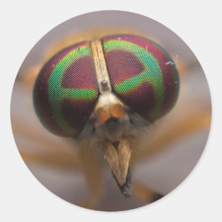 A mosca amarela dos adesivos da face do pântano dé