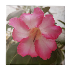 A natureza floral cor-de-rosa das flores brancas