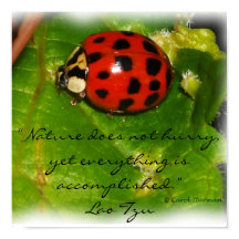 A Natureza Não Apressa Poster