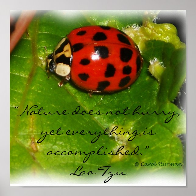 A Natureza Não Apressa Poster (Frente)