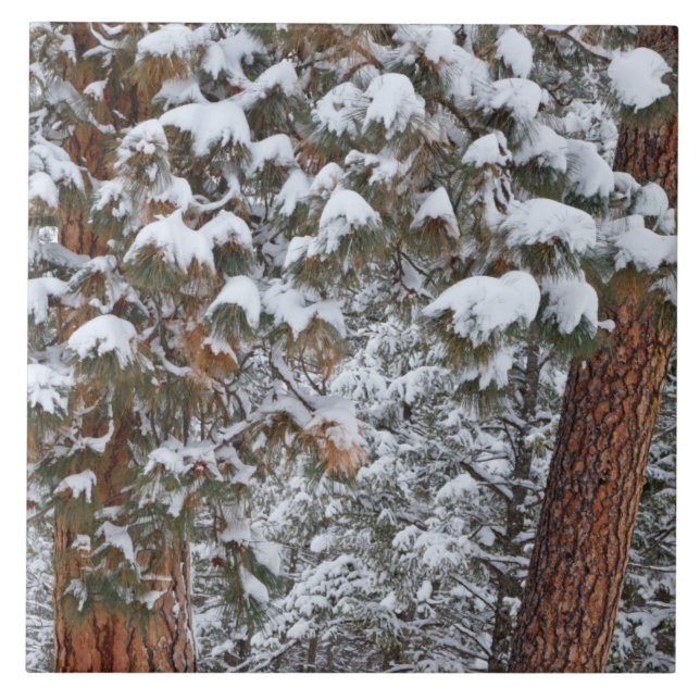 A neve enche os galhos das árvores de pinheiro pon (Frente)