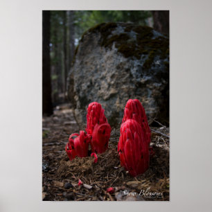 A neve floresce poster