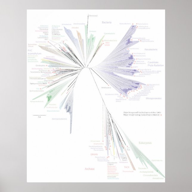 A Nova Árvore Do Poster (GRANDE) (Frente)