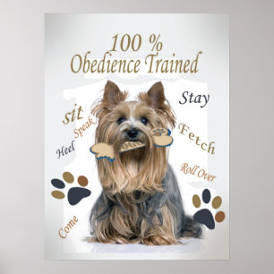 A obediência de Yorkie 100% treinou o poster
